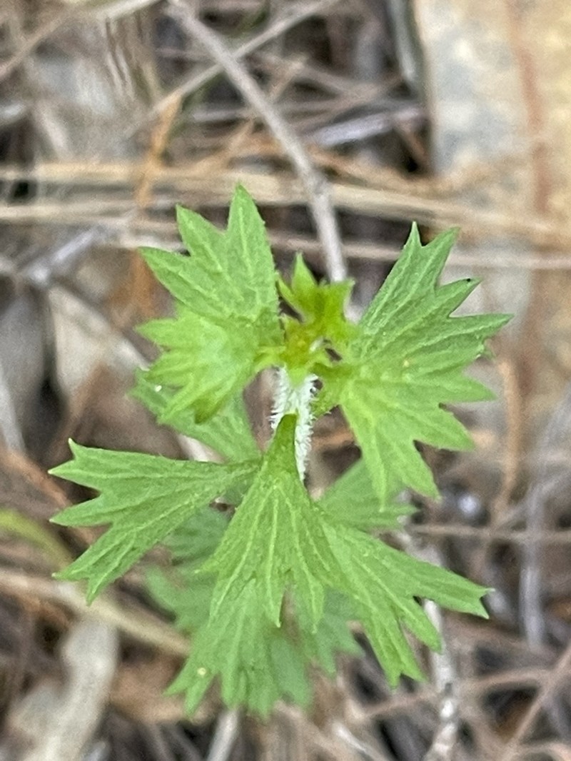 Platysace clelandii photo 5