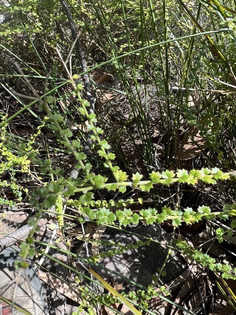 Platysace clelandii photo 6