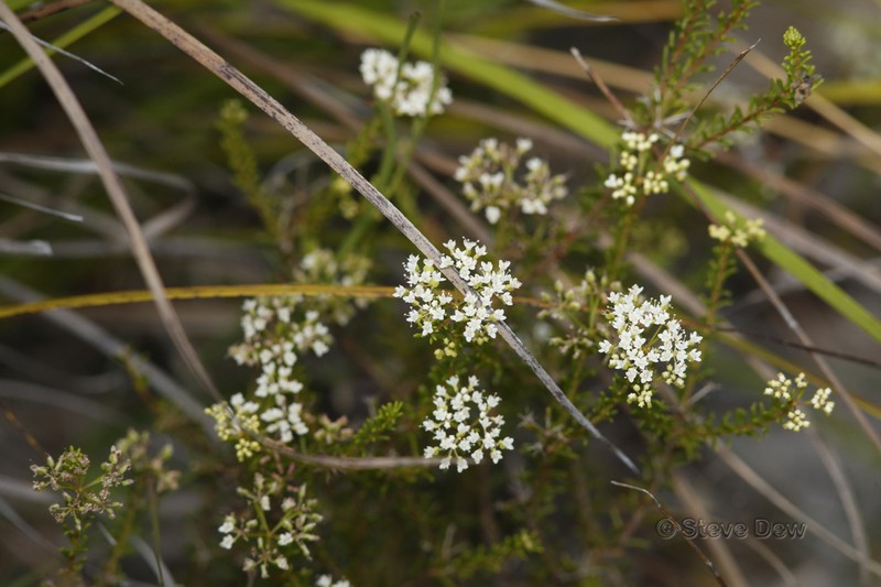 Platysace commutata photo 2
