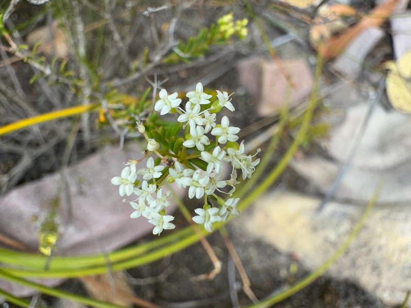 Platysace commutata photo 3