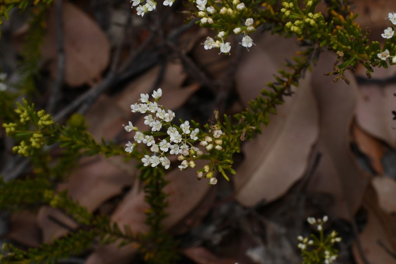 Platysace commutata photo 5