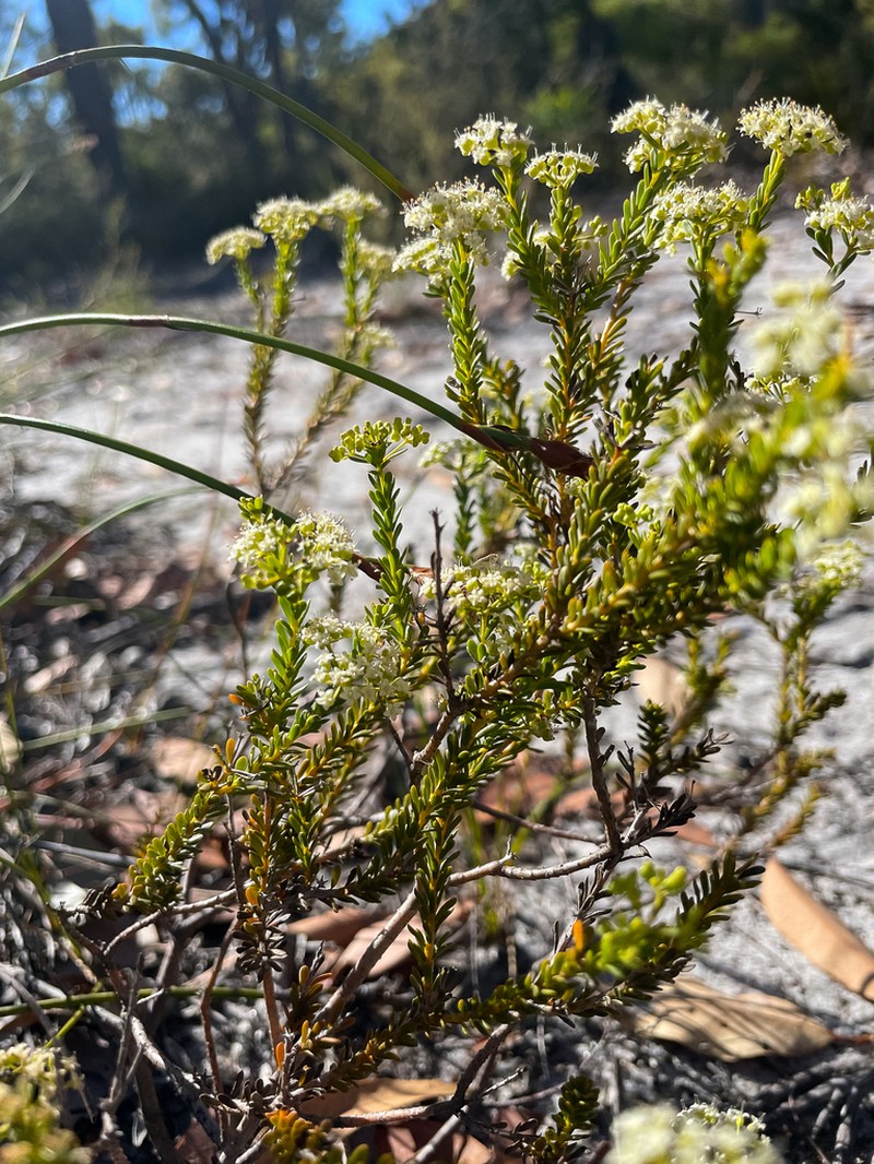 Platysace commutata photo 6