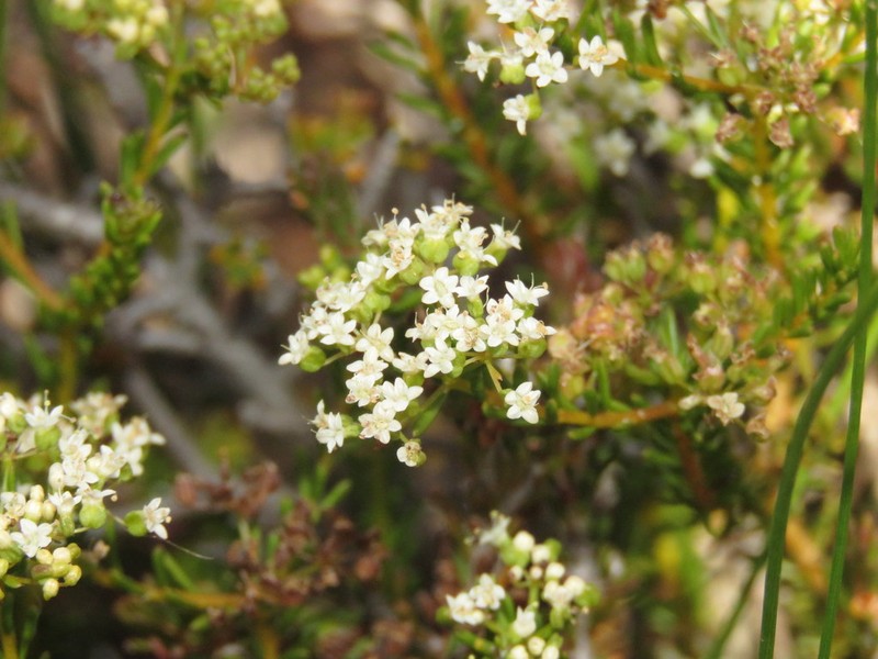 Platysace commutata photo 7