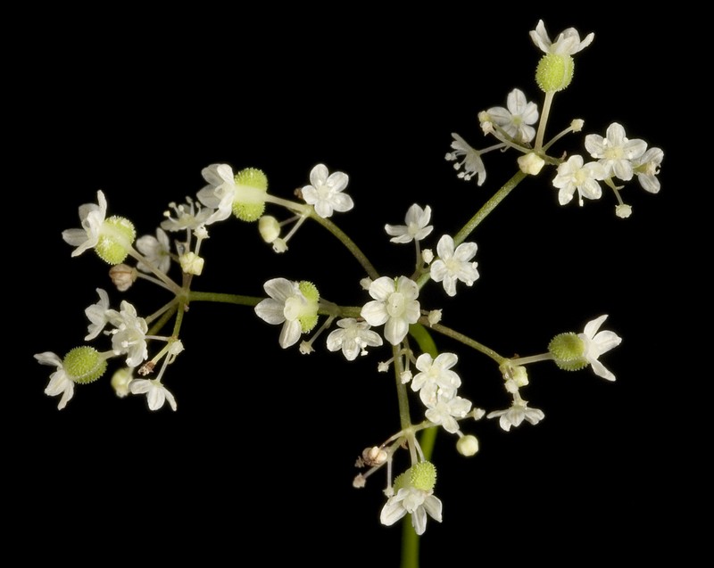 Platysace compressa