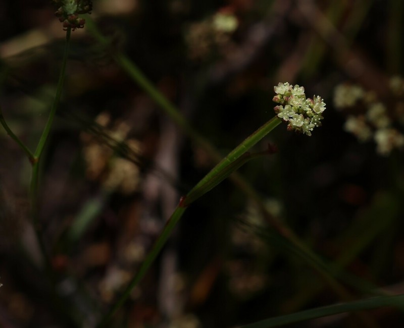 Platysace compressa photo 4