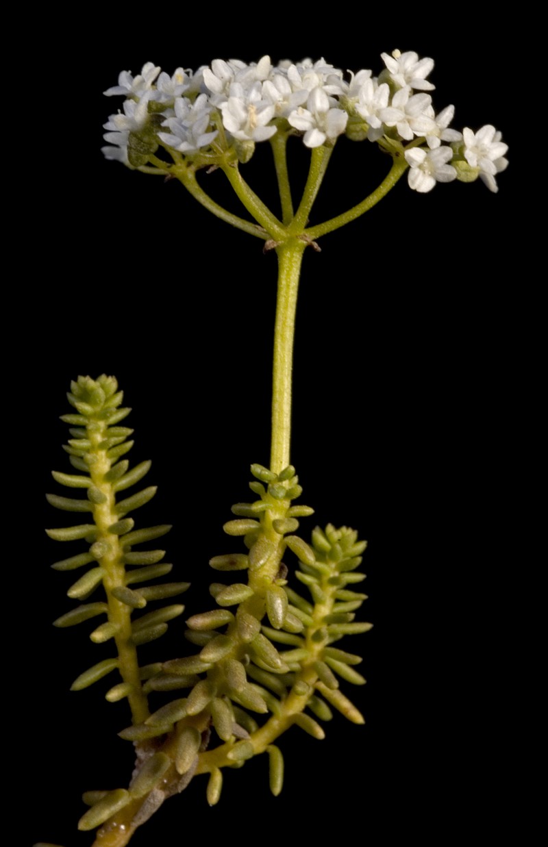 Platysace deflexa