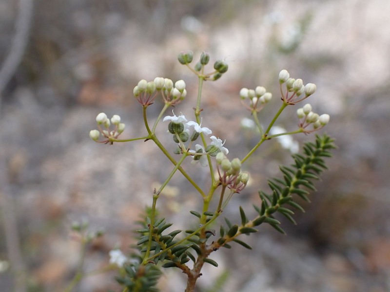 Platysace deflexa photo 2