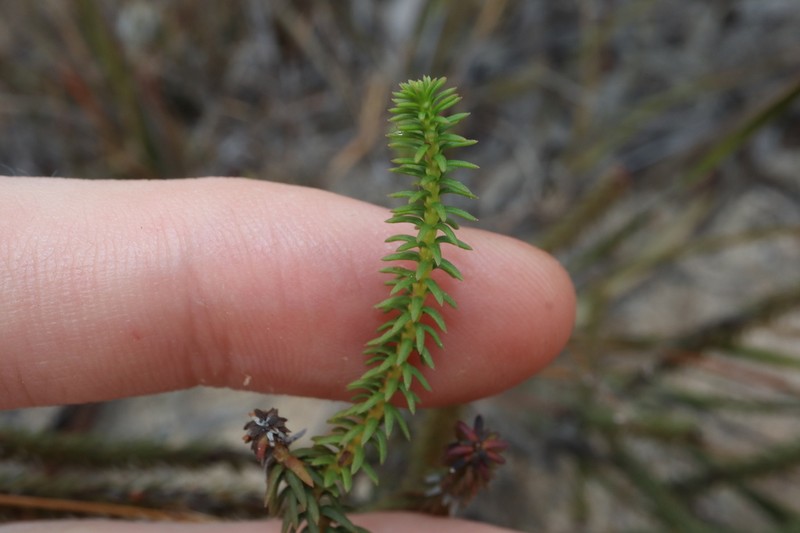 Platysace deflexa photo 3
