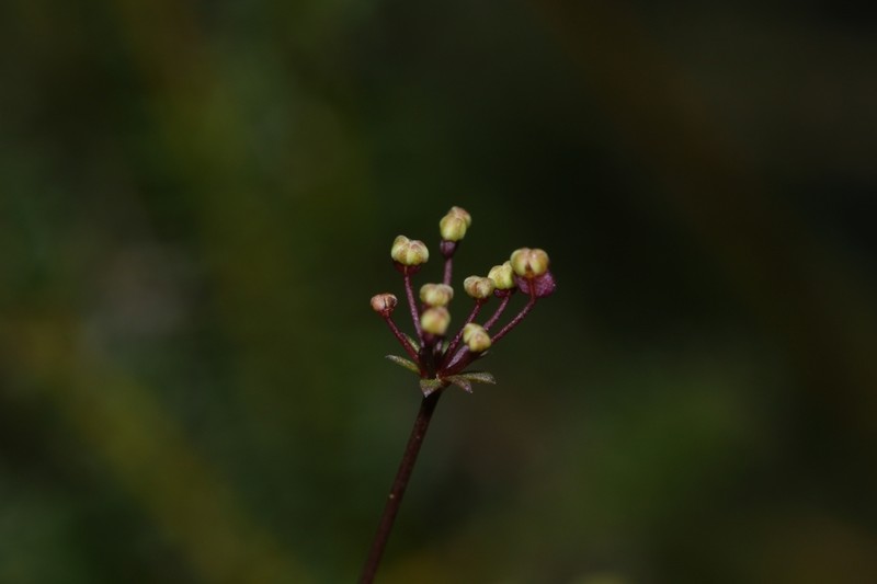 Platysace deflexa photo 5