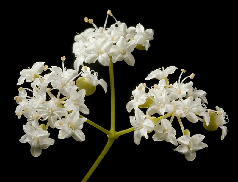 Platysace effusa