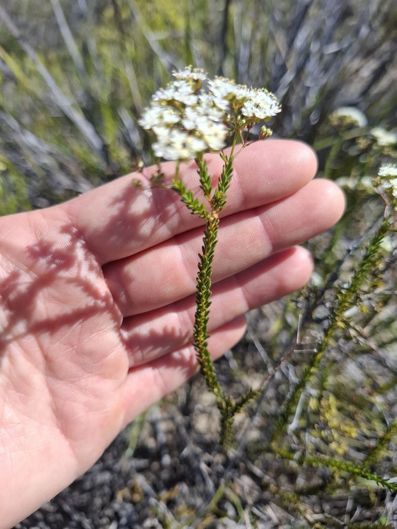 Platysace effusa photo 2