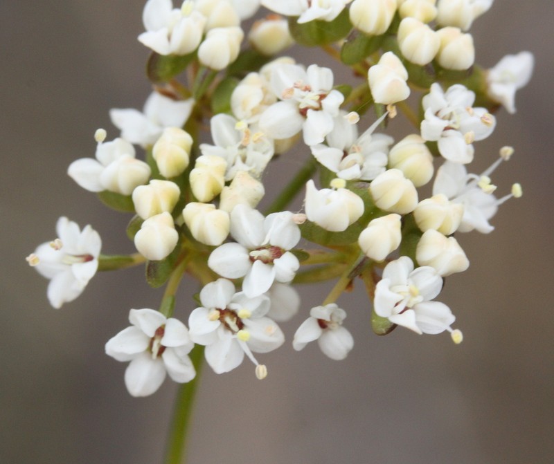 Platysace effusa photo 3