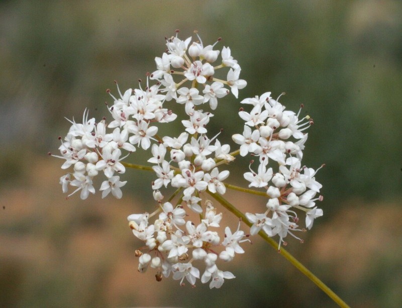 Platysace effusa photo 5
