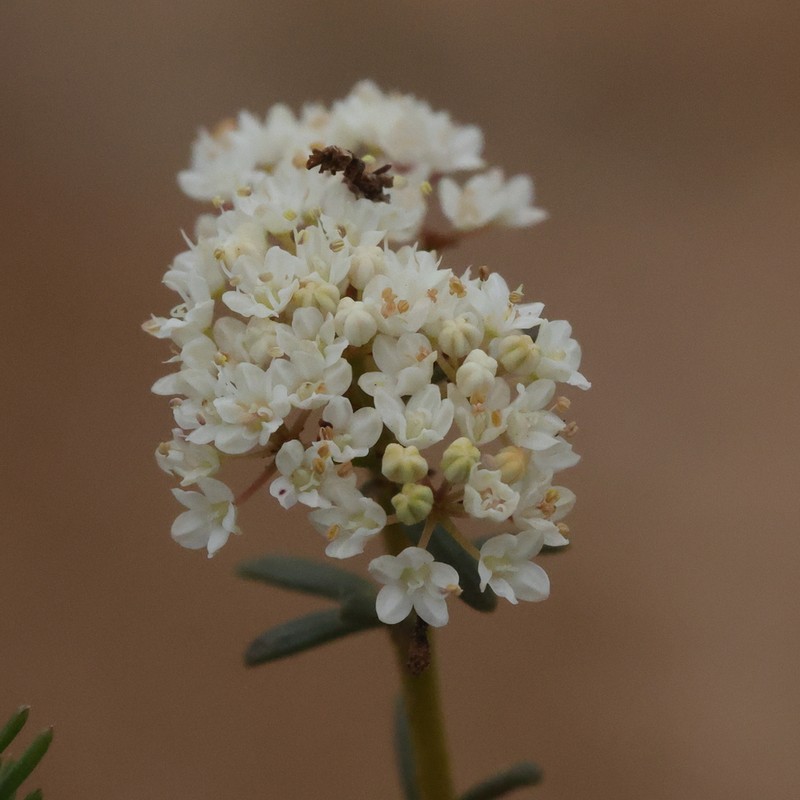 Platysace effusa photo 6