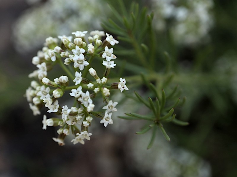 Platysace ericoides