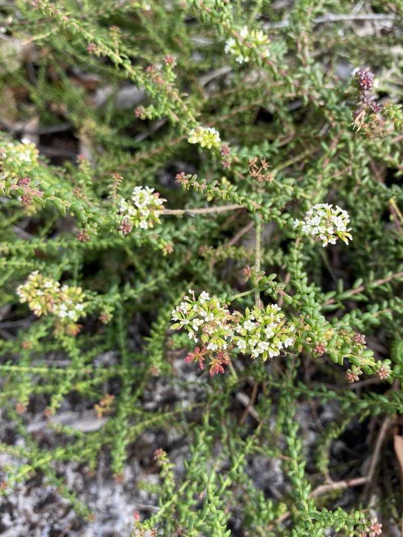 Platysace ericoides photo 2