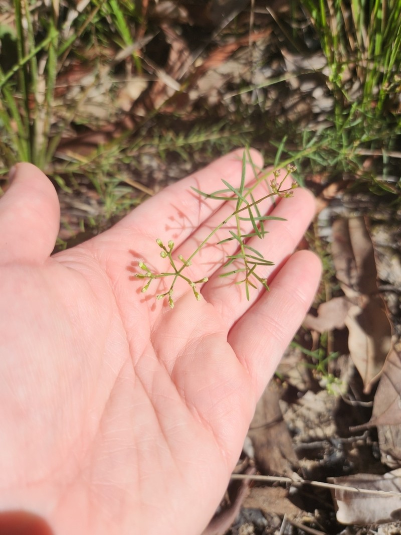 Platysace ericoides photo 3