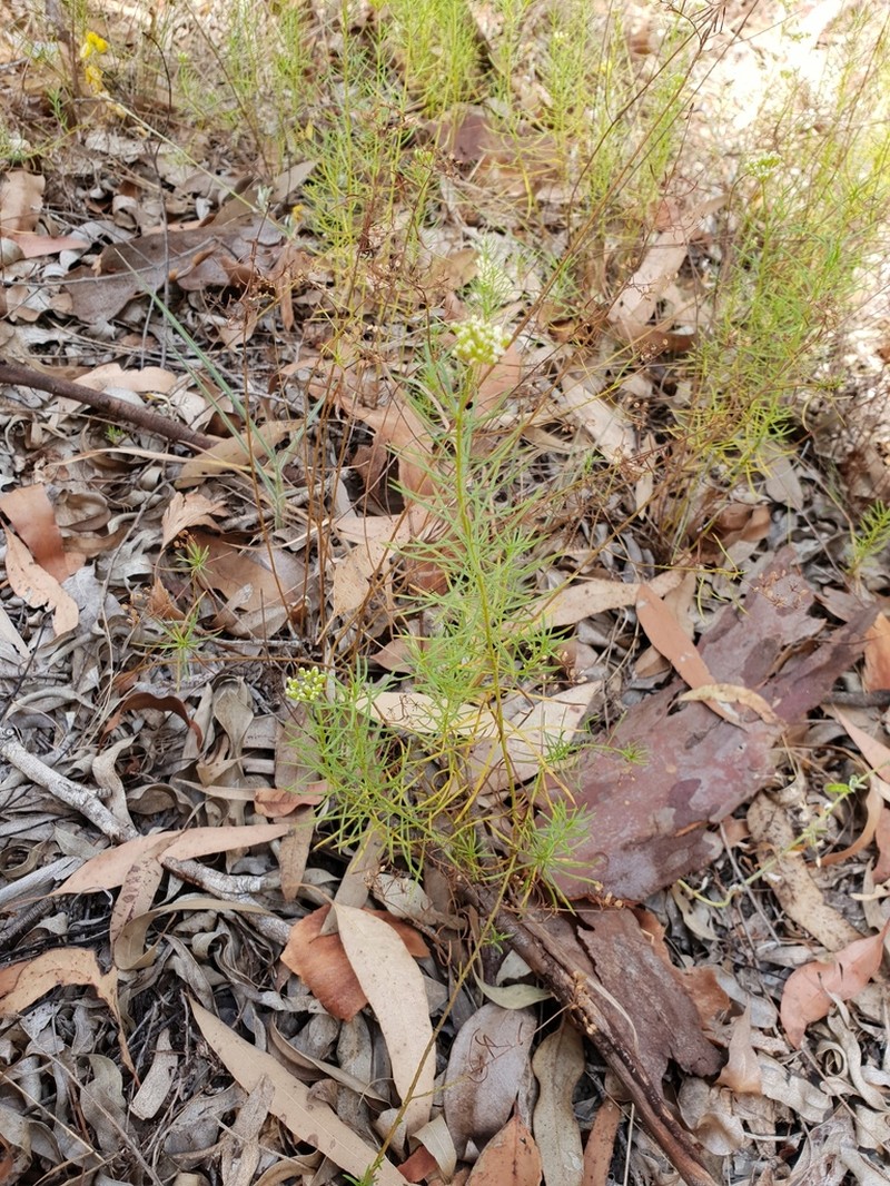 Platysace ericoides photo 4