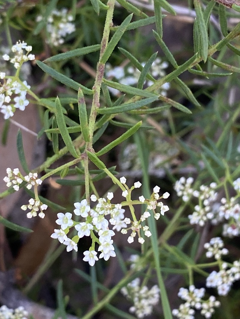 Platysace ericoides photo 5