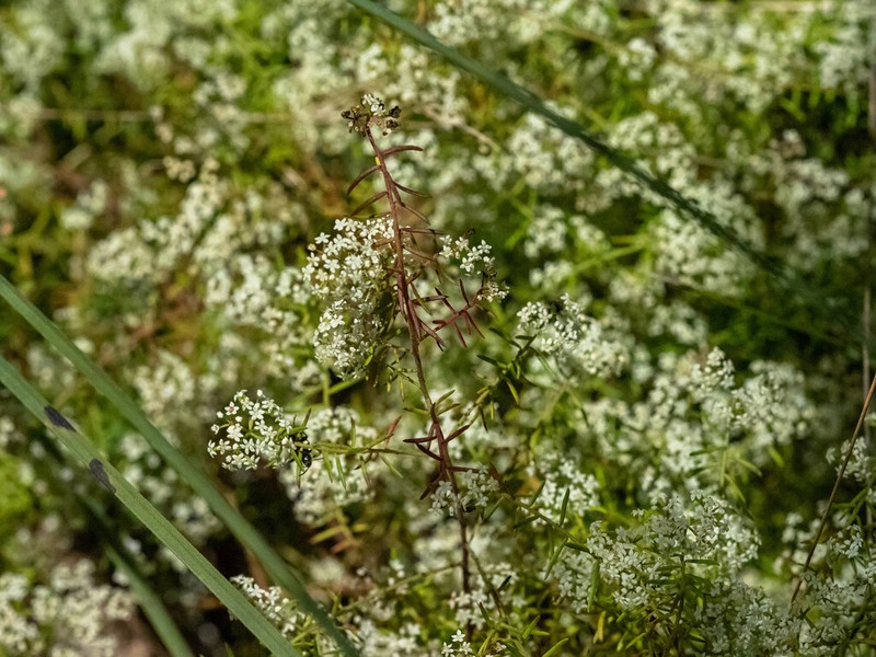 Platysace ericoides photo 6