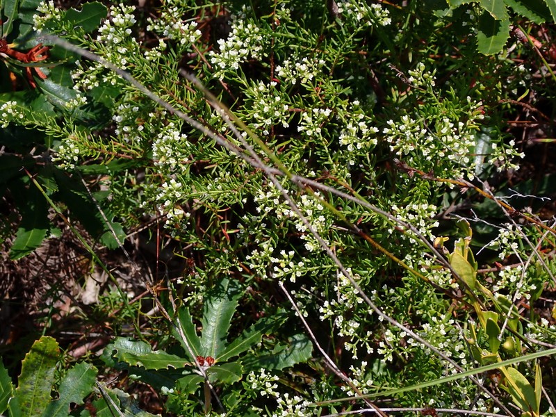 Platysace ericoides photo 7