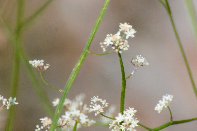 Platysace filiformis