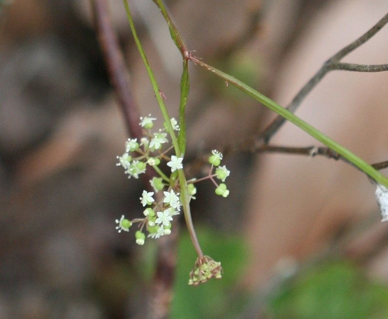 Platysace filiformis photo 2