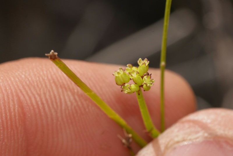 Platysace filiformis photo 3