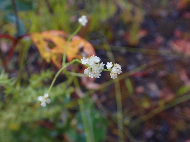 Platysace filiformis photo 4
