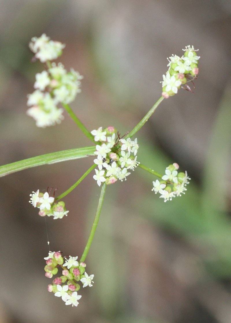 Platysace filiformis photo 5
