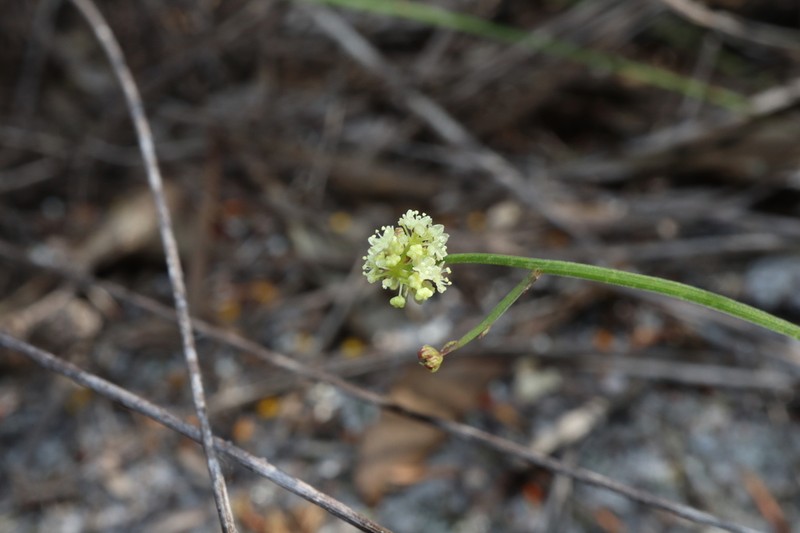 Platysace filiformis photo 6