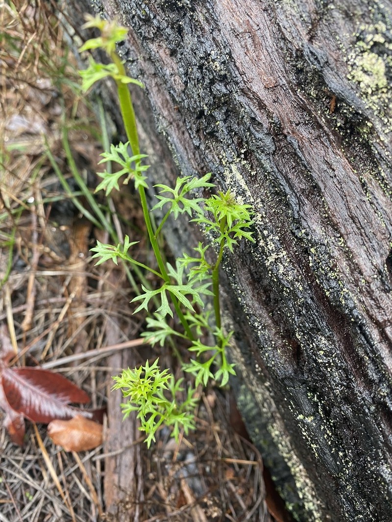 Platysace filiformis photo 7