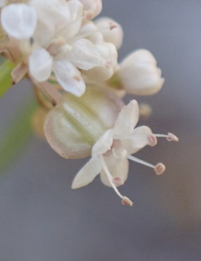 Platysace haplosciadia