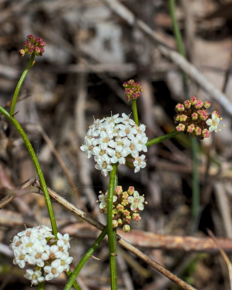 Platysace haplosciadia photo 5