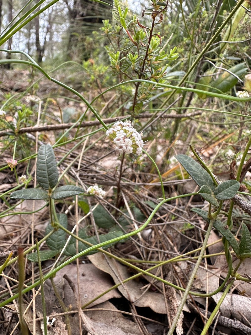 Platysace haplosciadia photo 7