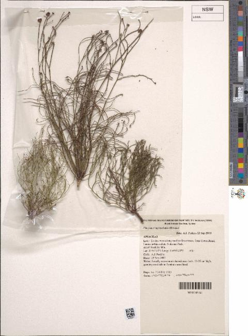 Platysace haplosciadia photo 8