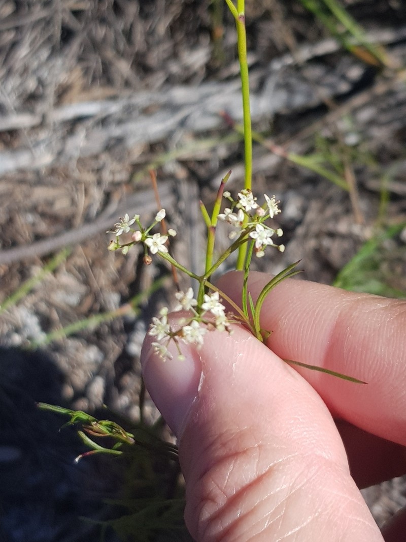 Platysace heterophylla photo 2