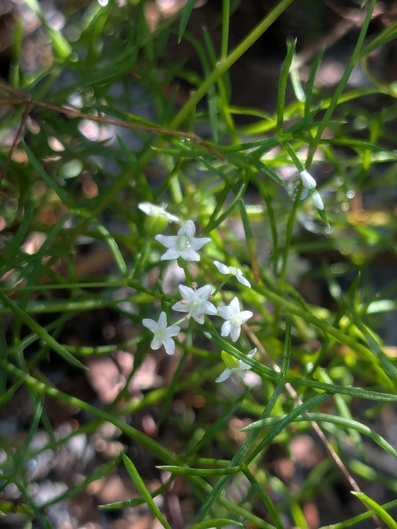 Platysace heterophylla photo 3