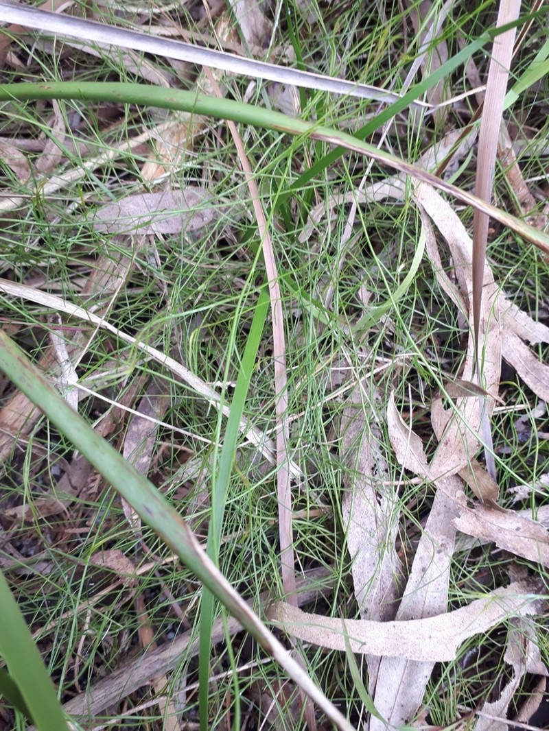 Platysace heterophylla photo 4