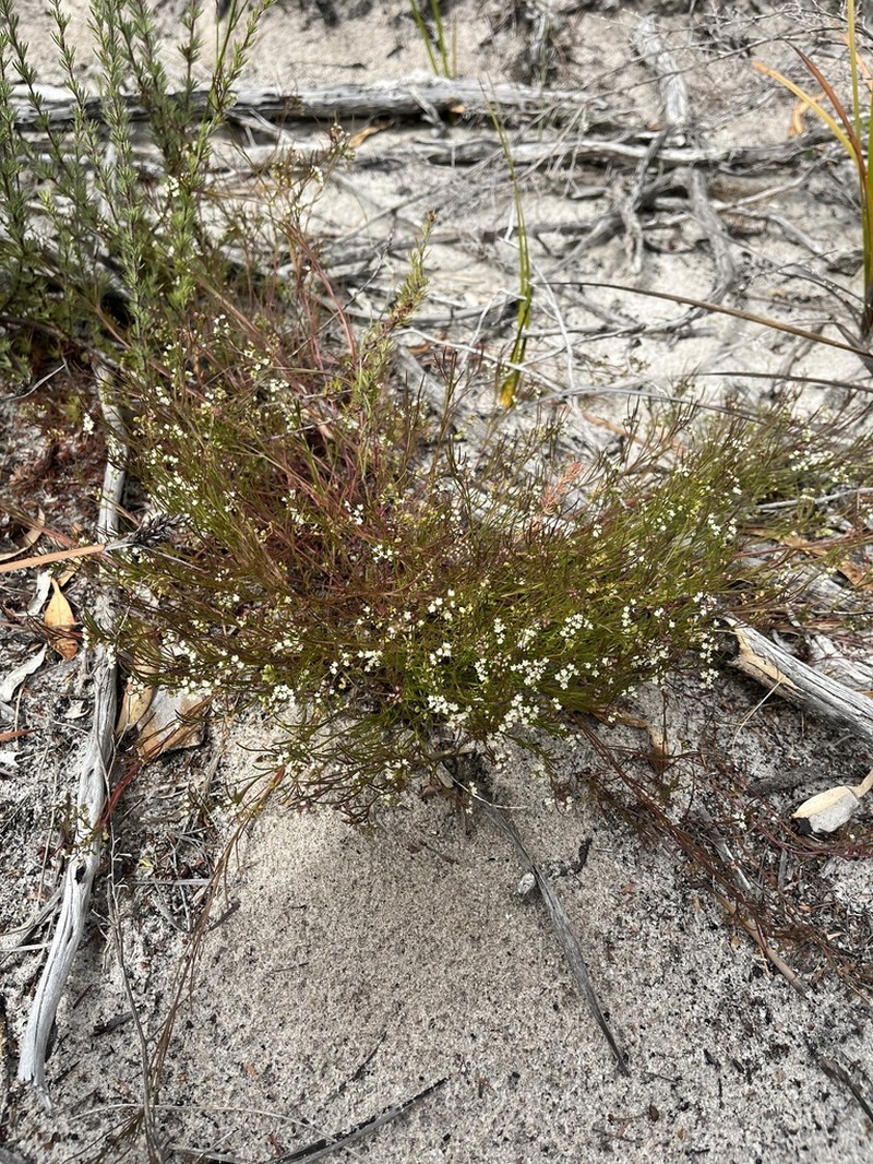 Platysace heterophylla photo 5