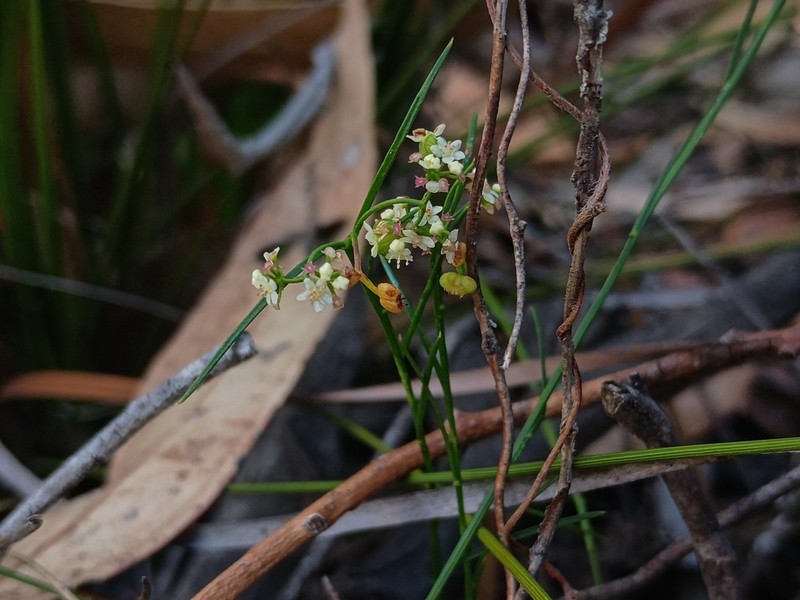 Platysace heterophylla photo 6