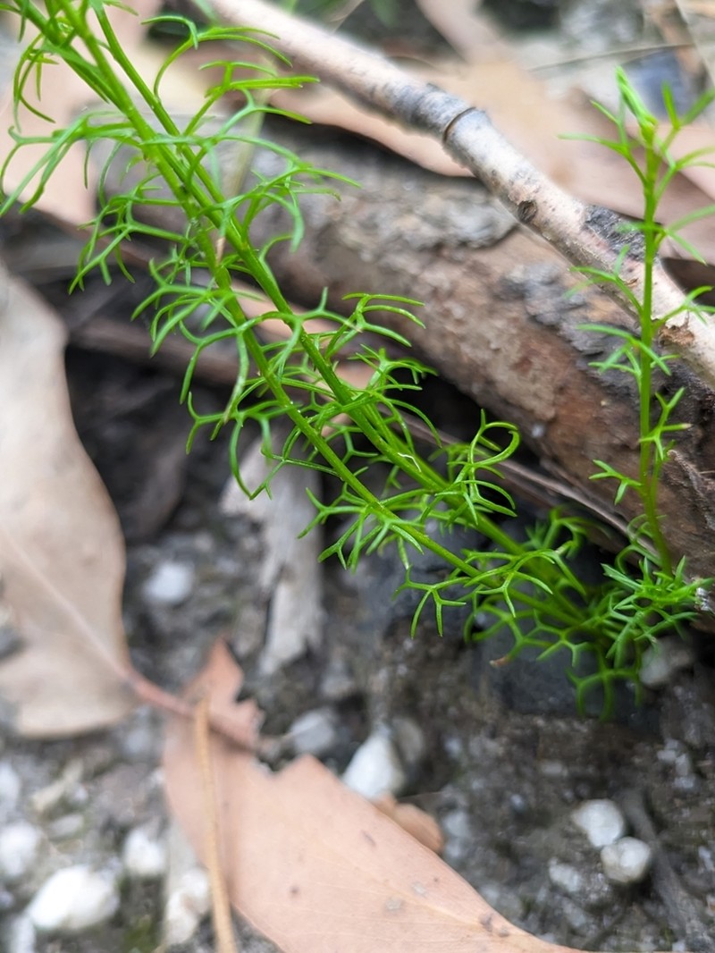 Platysace heterophylla photo 7