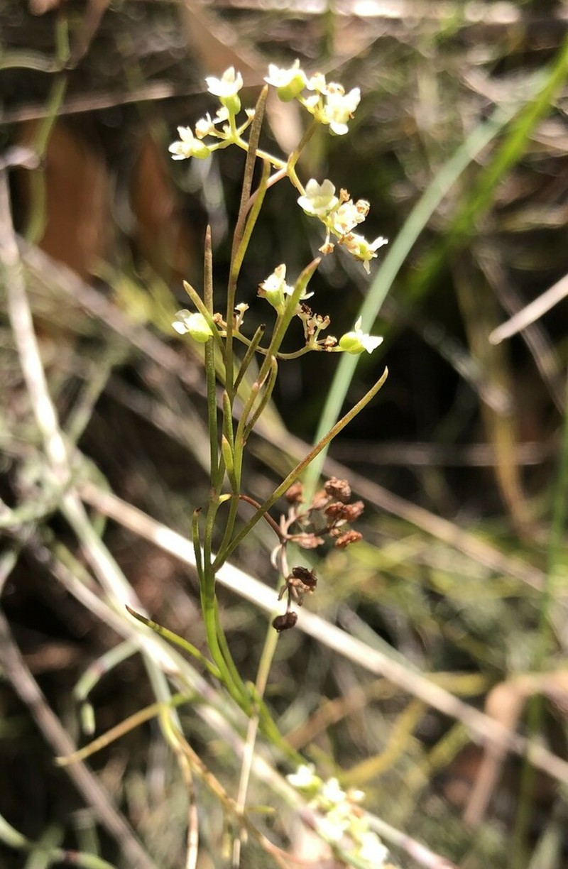 Platysace heterophylla photo 8