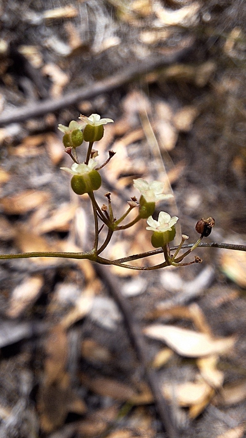 Platysace heterophylla var. heterophylla
