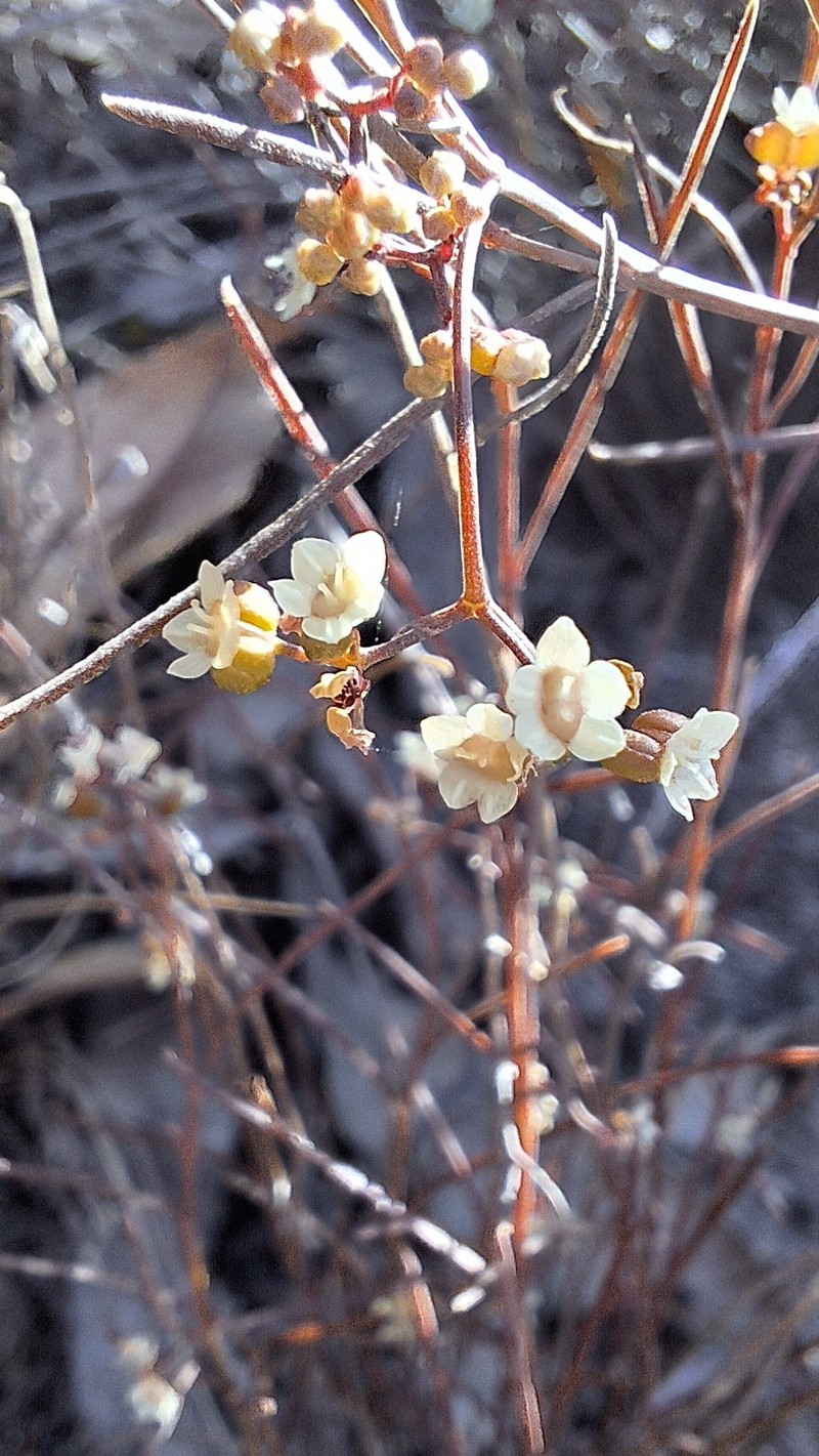Platysace heterophylla var. heterophylla photo 2