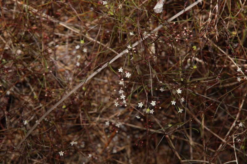 Platysace heterophylla var. heterophylla photo 3