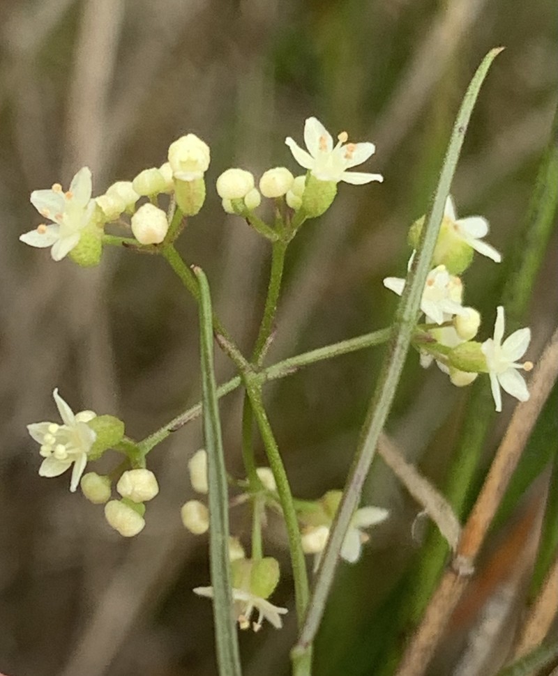 Platysace heterophylla var. heterophylla photo 4