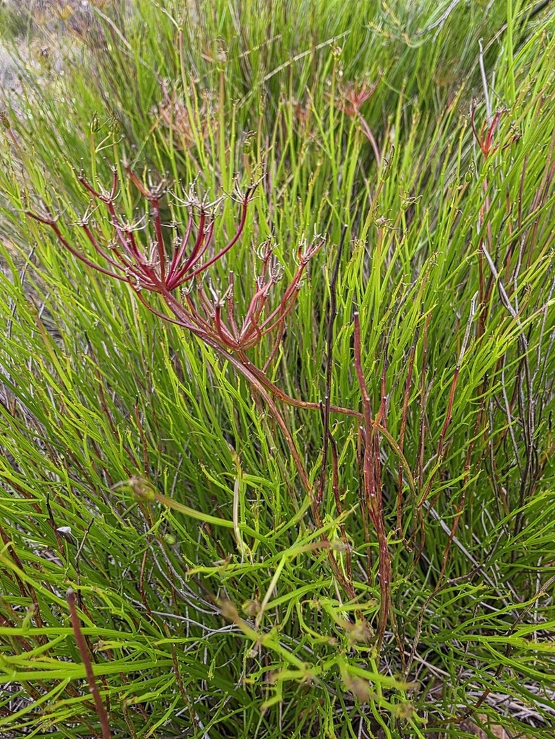 Platysace juncea
