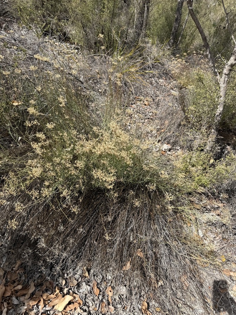 Platysace juncea photo 2