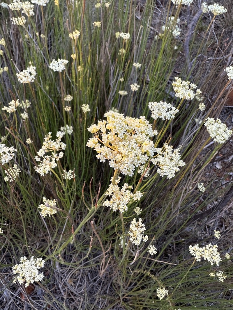 Platysace juncea photo 3